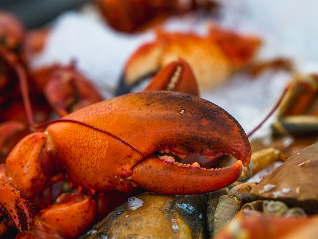 Freezing Live Lobster Can Lobsters Survive Being Frozen Solid? Freshie